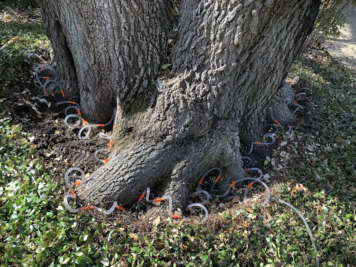 Detailed Tree Cabling and Bracing job site in Strandquist